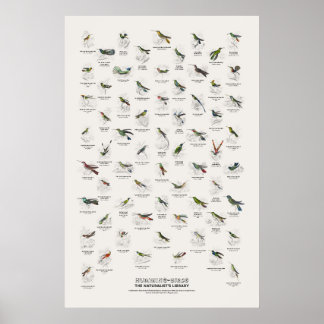 Póster Colibríes - Biblioteca del Naturalista