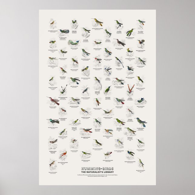 Póster Colibríes - Biblioteca del Naturalista (Frente)