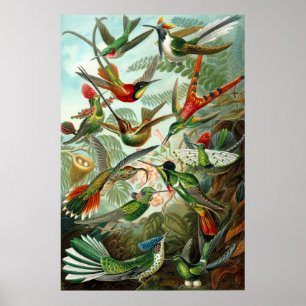 Póster Colibríes de Ernst Haeckel