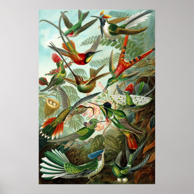 Póster Colibríes de Ernst Haeckel (Frente)