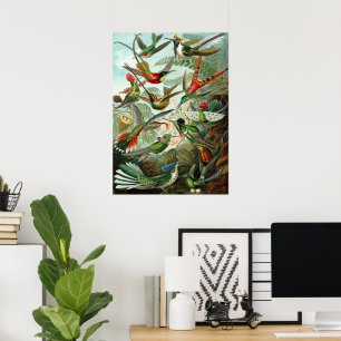 Póster Colibríes de Ernst Haeckel, aves vitícolas