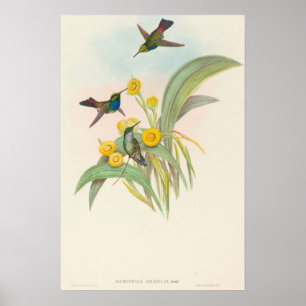 Póster Colibríes de pecho azul por John Gould