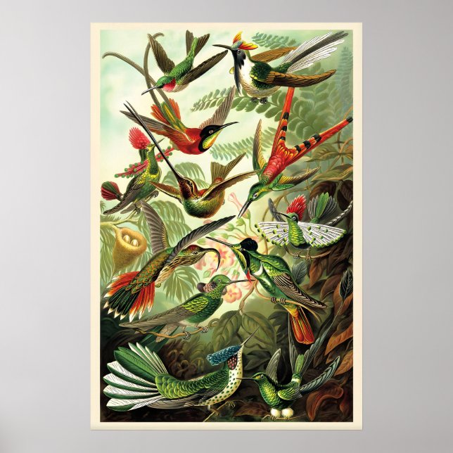 Póster Colibríes Ilustración Antigüa de Ernst Haeckel (Frente)