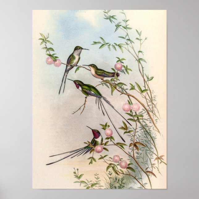 Póster Colibríes lindos con flores rosadas de John Gould (Frente)