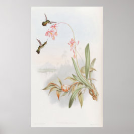 Póster Colibríes Mellisuga Minima de John Gould