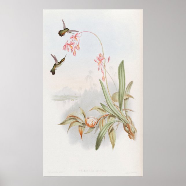 Póster Colibríes Mellisuga Minima de John Gould (Frente)