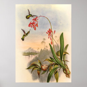 Póster Colibríes Mellisuga Minima de John Gould