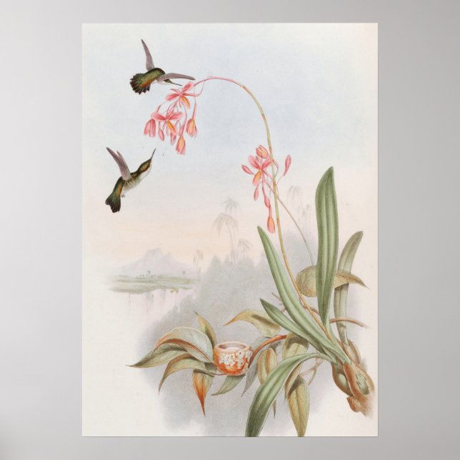 Póster Colibríes Mellisuga Minima de John Gould (Frente)