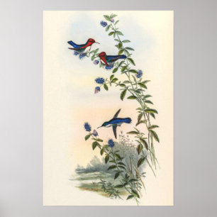 Póster Colibríes por John Gould