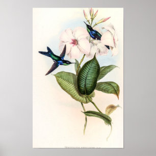 Póster Colibríes por John Gould