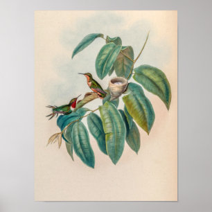 Póster Colibríes Vintage de Eje Rojizo