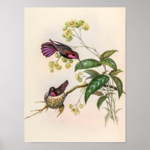 Póster Colibríes Vintage de John Gould