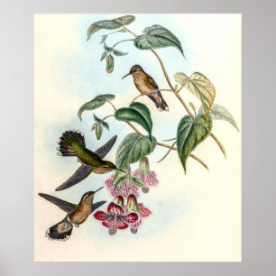 Póster Colibríes Vintage de John Gould