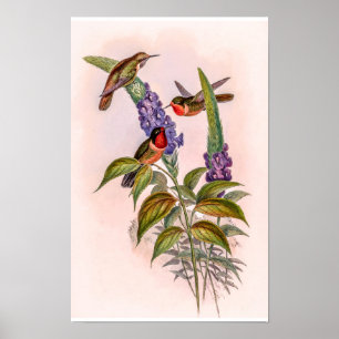 Póster Colibríes Vintage de John Gould
