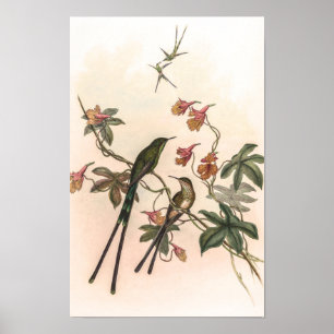 Póster Colibríes Vintage de John Gould