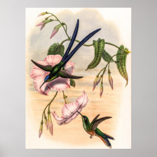 Póster Colibríes Vintage de John Gould