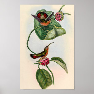 Póster Colibríes Vintage de John Gould