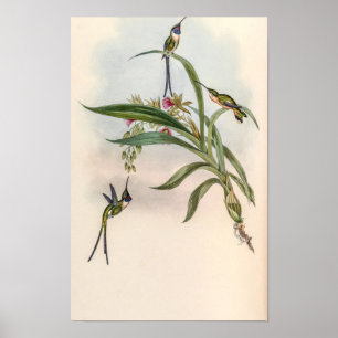 Póster Colibríes Vintage de John Gould