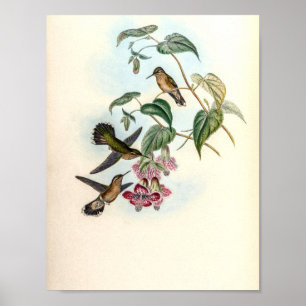 Póster Colibríes Vintage de John Gould