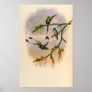 Póster Colibríes Vintage de John Gould