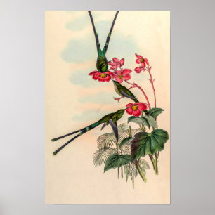 Póster Colibríes Vintage de John Gould