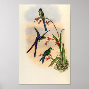 Póster Colibríes Vintage de John Gould