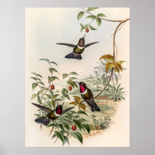 Póster Colibríes Vintage de John Gould