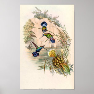 Póster Colibríes Vintage de John Gould