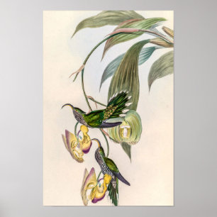 Póster Colibríes Vintage de John Gould