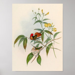 Póster Colibríes Vintage de John Gould