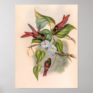 Póster Colibríes Vintage de John Gould