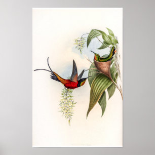Póster Colibríes Vintage Topaza Pyra de John Gould
