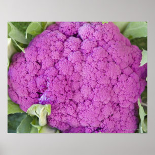 Póster Coliflor púrpura para la venta