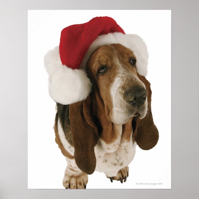 Póster Colina de basset en Santa hat (Frente)