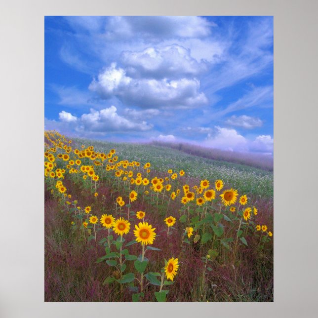 Póster Colina de girasol, poster (Frente)