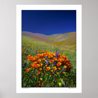 Póster Colinas de flores silvestres