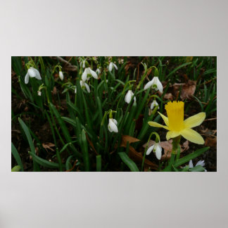 Póster Colirio y floral de primavera de Daffodil