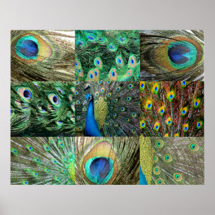 Póster Collage azulverde de la foto del pavo real