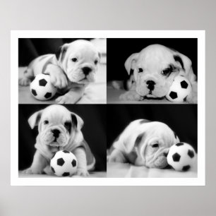 Póster Collage de Bulldog inglés "Soccer Puppies"