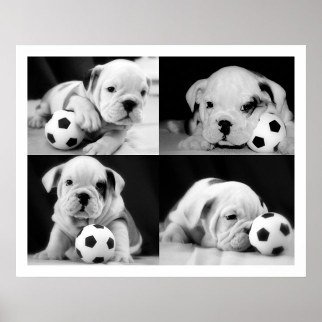 Póster Collage de Bulldog inglés "Soccer Puppies" (Frente)