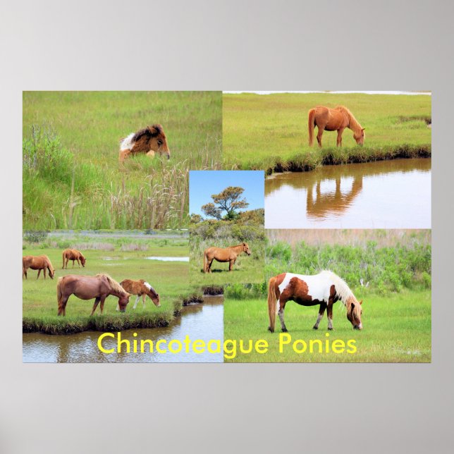 Póster Collage de Chincoteague (Frente)