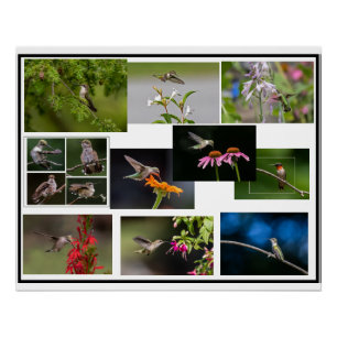 Póster Collage de colibríes