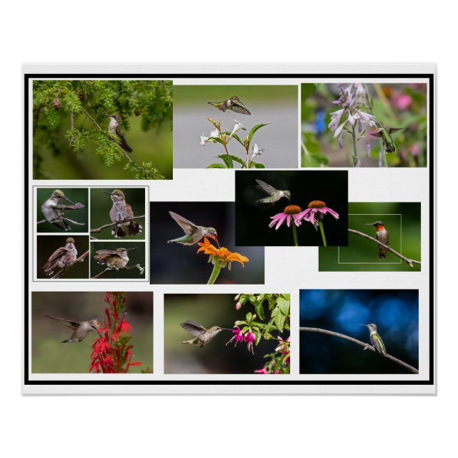 Póster Collage de colibríes (Anverso)