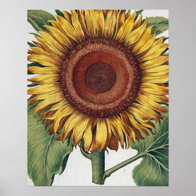 Póster Collage de fondo de escritorio de Sunflower Vintag (Frente)
