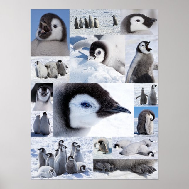 Póster Collage de fotos de chicles pingüinos del emperado (Frente)