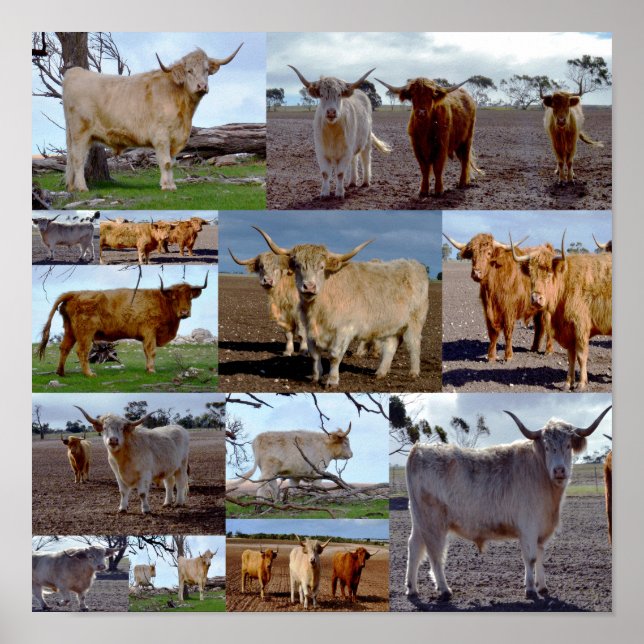 Póster Collage de fotos de la vaca Highland, Poster (Frente)