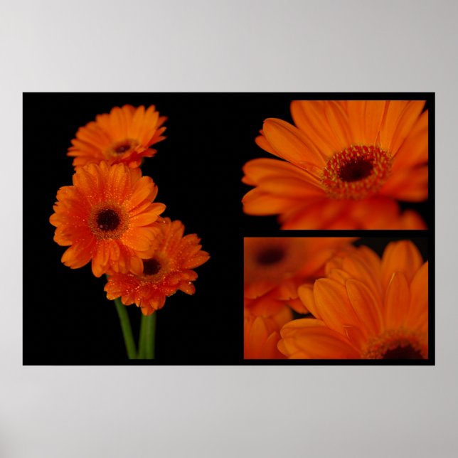 Póster Collage de gerbera (Frente)