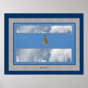 Póster Collage de Hawk Soaring 2 Foto Poster por gretchen