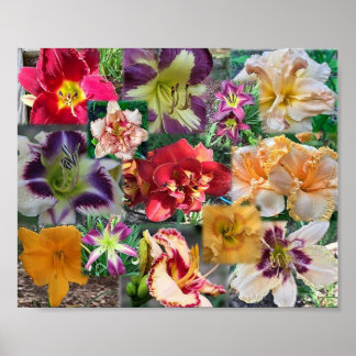 Póster Collage de Hemerocallis