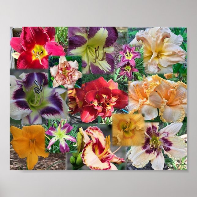 Póster Collage de Hemerocallis (Frente)